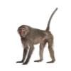 Baboon