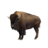 Bison or American Buffalo