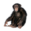 Chimpanzee