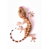 Gecko