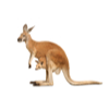 Kangaroo