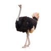 Ostrich