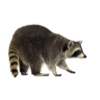 Raccoon