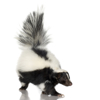 Skunk